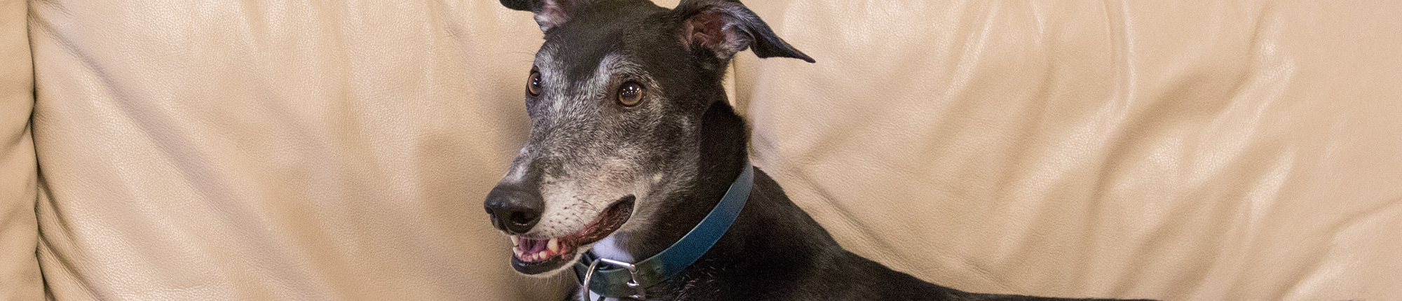 adoption guide greyhound pets