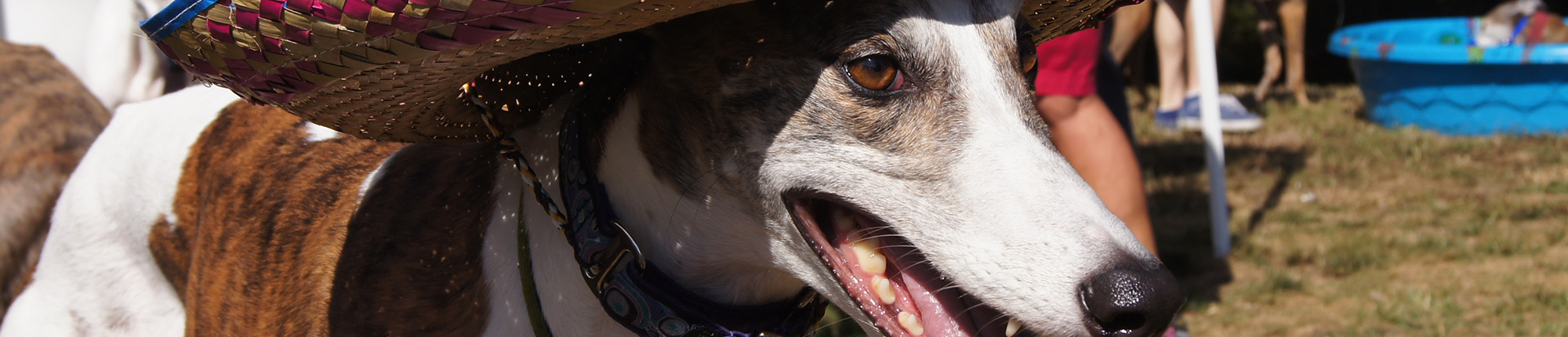 greyhound adoption seattle