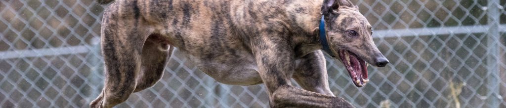 Greyhound as guard sales dog