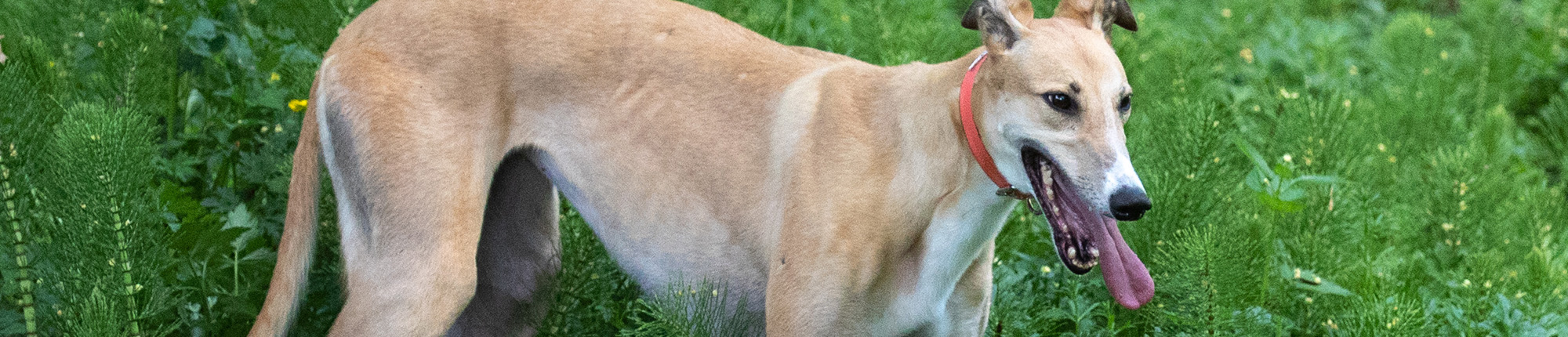 greyhound pets news
