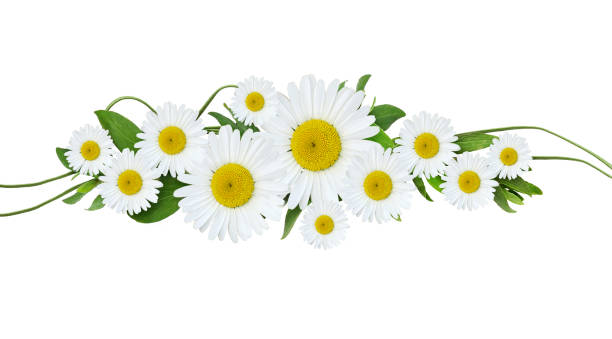 Daisy flowers and green grass line arrangement isolated on white